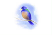 bird.jpg