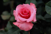 rose.jpg