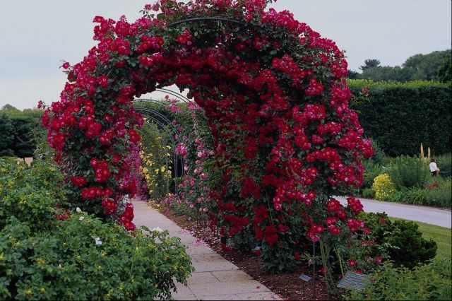 rosesgarden.jpg